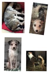 Lost Female Dog last seen Tultepec edo de México. Col el Quemado, mercado de Tultepec, calles del centro de Tultepec, y alrededores, Tultepec, Méx. 