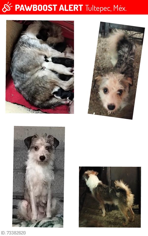 Lost Female Dog last seen Tultepec edo de México. Col el Quemado, mercado de Tultepec, calles del centro de Tultepec, y alrededores, Tultepec, Méx. 