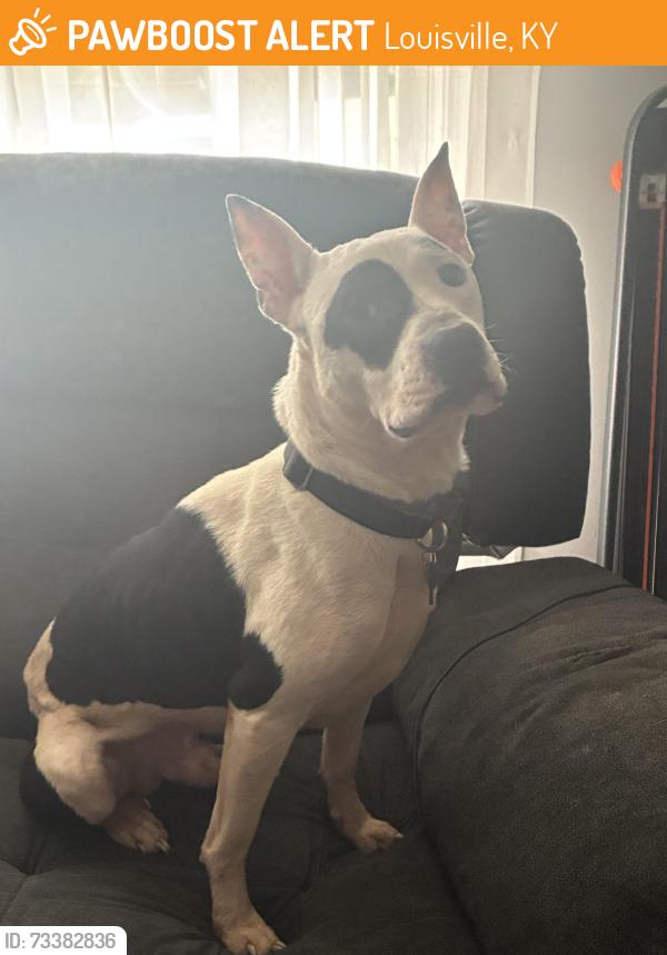 Found/Stray Male Dog last seen Idexx Laboratories, Louisville, KY 40208