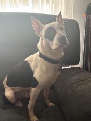 Found/Stray Male Dog last seen Idexx Laboratories, Louisville, KY 40208