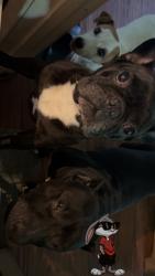 Found/Stray Male Dog last seen National fitness center, Knoxville, TN 37918