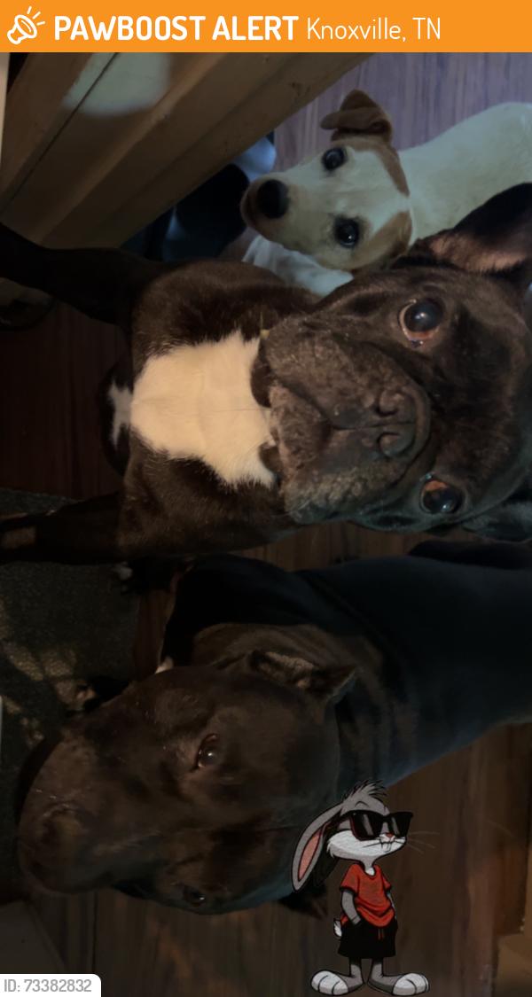 Found/Stray Male Dog last seen National fitness center, Knoxville, TN 37918