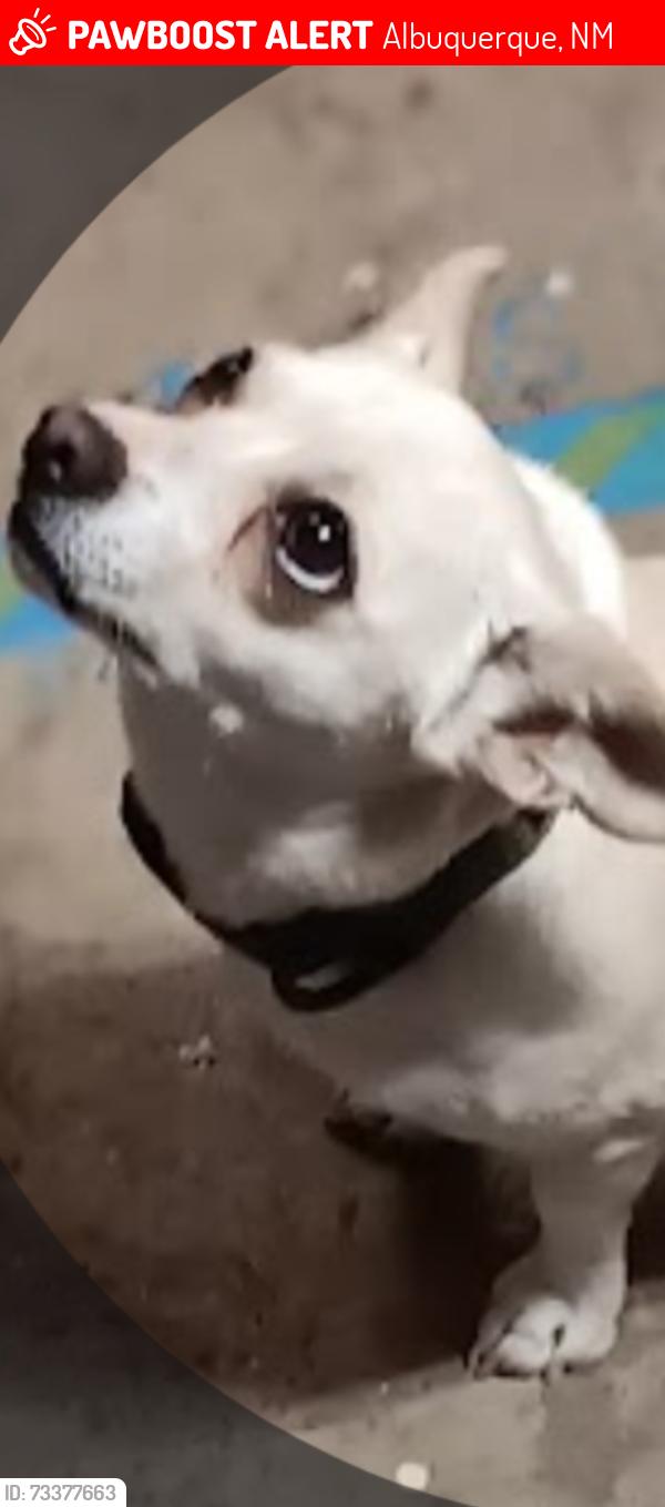 Lost Female Dog last seen Sprouts Juan tabo Montgomery, Albuquerque, NM 87111