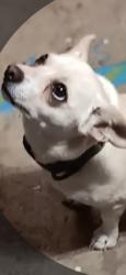 Lost Female Dog last seen Sprouts Juan tabo Montgomery, Albuquerque, NM 87111