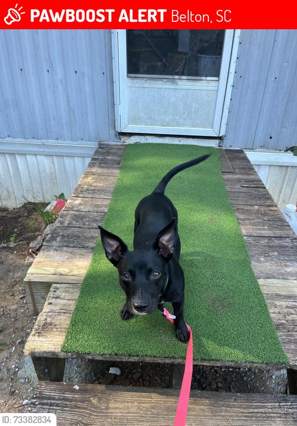 Lost Male Dog last seen Danner Banner Road, Belton, SC 29627