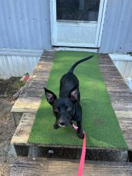 Lost Male Dog last seen Danner Banner Road, Belton, SC 29627
