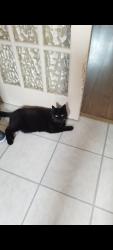 Lost Male Cat last seen Church on hawside lane Blackpool, Blackpool, England 