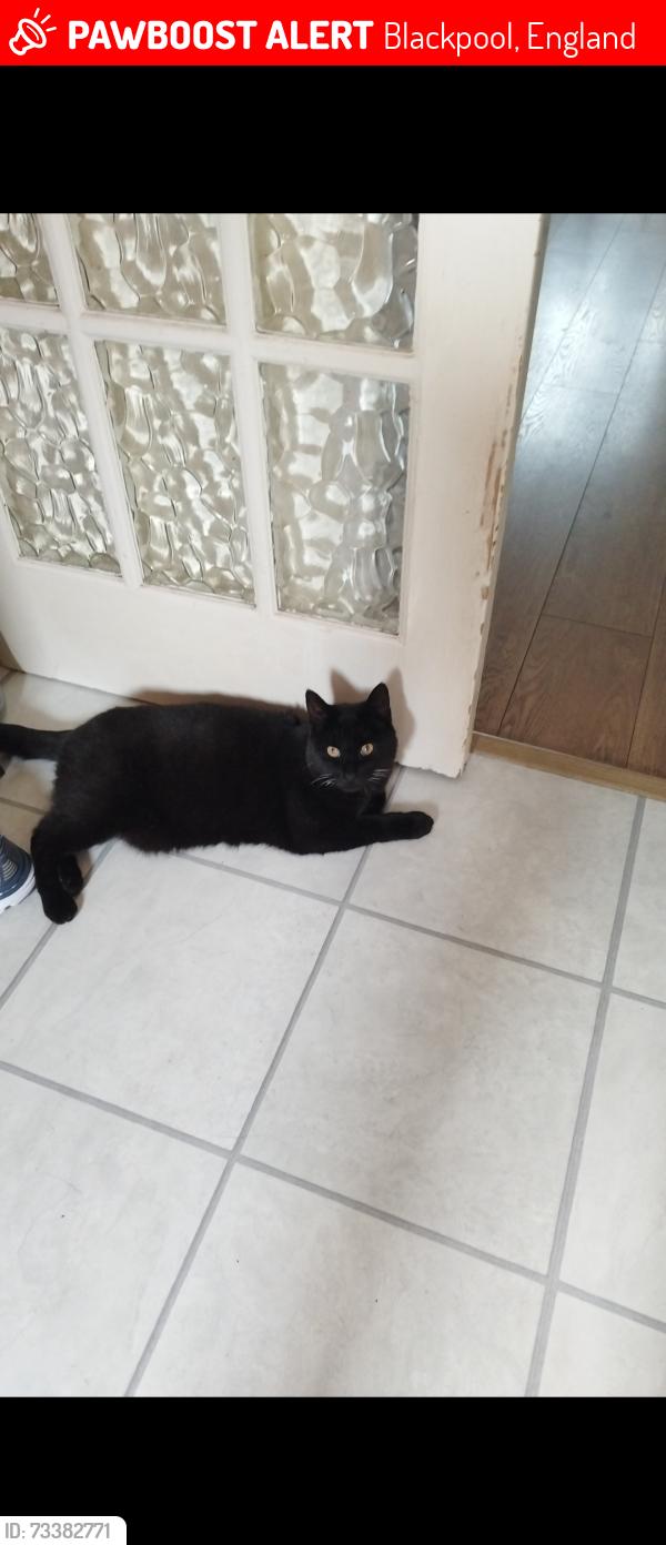 Lost Male Cat last seen Church on hawside lane Blackpool, Blackpool, England 