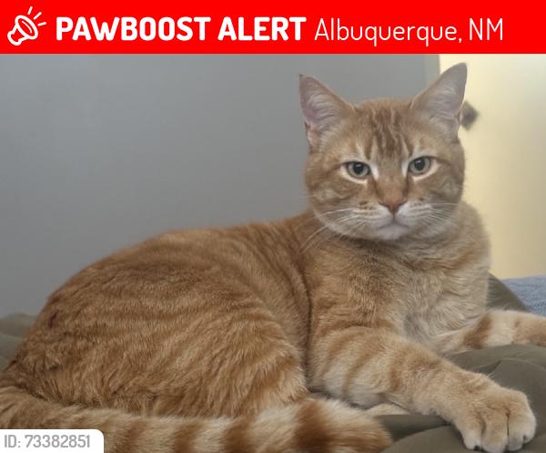 Lost Male Cat last seen Comanche and Trinidad St, Albuquerque, NM 87111