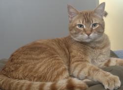 Lost Male Cat last seen Comanche and Trinidad St, Albuquerque, NM 87111