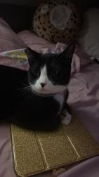Lost Female Cat last seen Near Patton way Bakersfield ca last seen around Park., Bakersfield, CA 93308