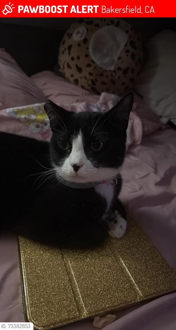 Lost Female Cat last seen Near Patton way Bakersfield ca last seen around Park., Bakersfield, CA 93308