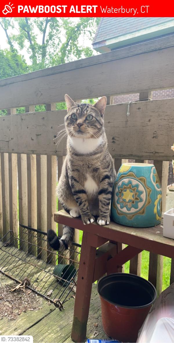 Lost Male Cat last seen Pleasant st, Waterbury, ct holy land area, Waterbury, CT 06706