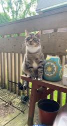 Lost Male Cat last seen Pleasant st, Waterbury, ct holy land area, Waterbury, CT 06706