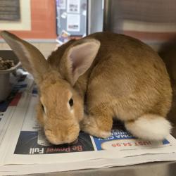 Shelter Stray Unknown Rabbit last seen , 3428 S Jenkins Ave, Norman, OK 73072, USA
