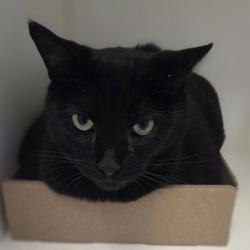 Shelter Stray Female Cat last seen , Animal Care & Control Team of Philly, 111 W Hunting Park Ave, Philadelphia, PA 19140, USA