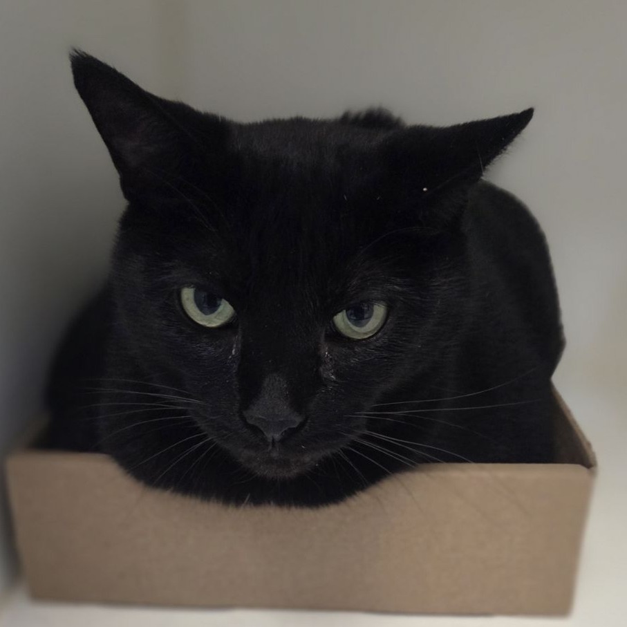 Shelter Stray Female Cat last seen , Animal Care & Control Team of Philly, 111 W Hunting Park Ave, Philadelphia, PA 19140, USA