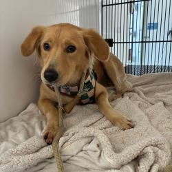 Shelter Stray Female Dog last seen , 361 S Raymond Ave, Pasadena, CA 91105, USA