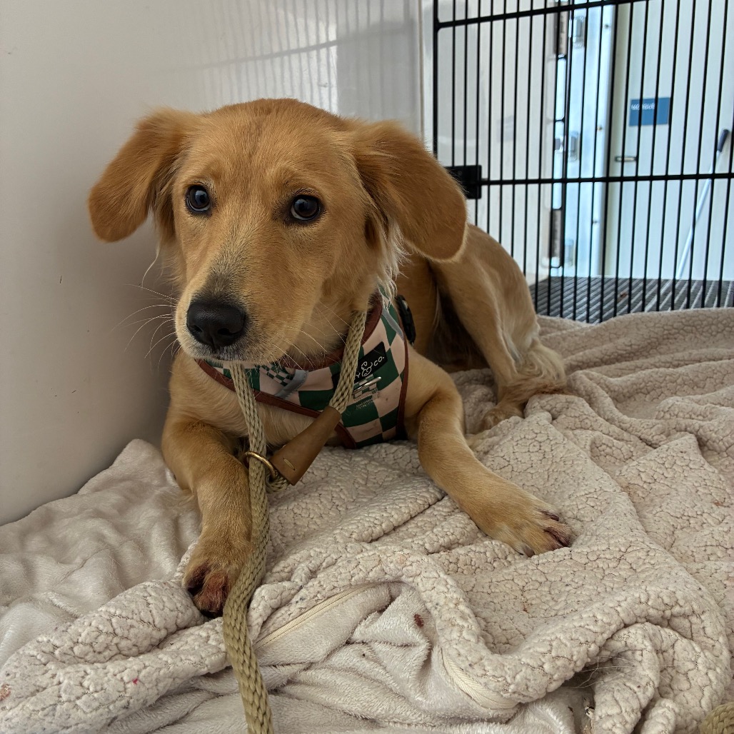 Shelter Stray Female Dog last seen , 361 S Raymond Ave, Pasadena, CA 91105, USA