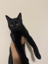 Lost Female Cat last seen 42nd ave, Minneapolis, MN 55412