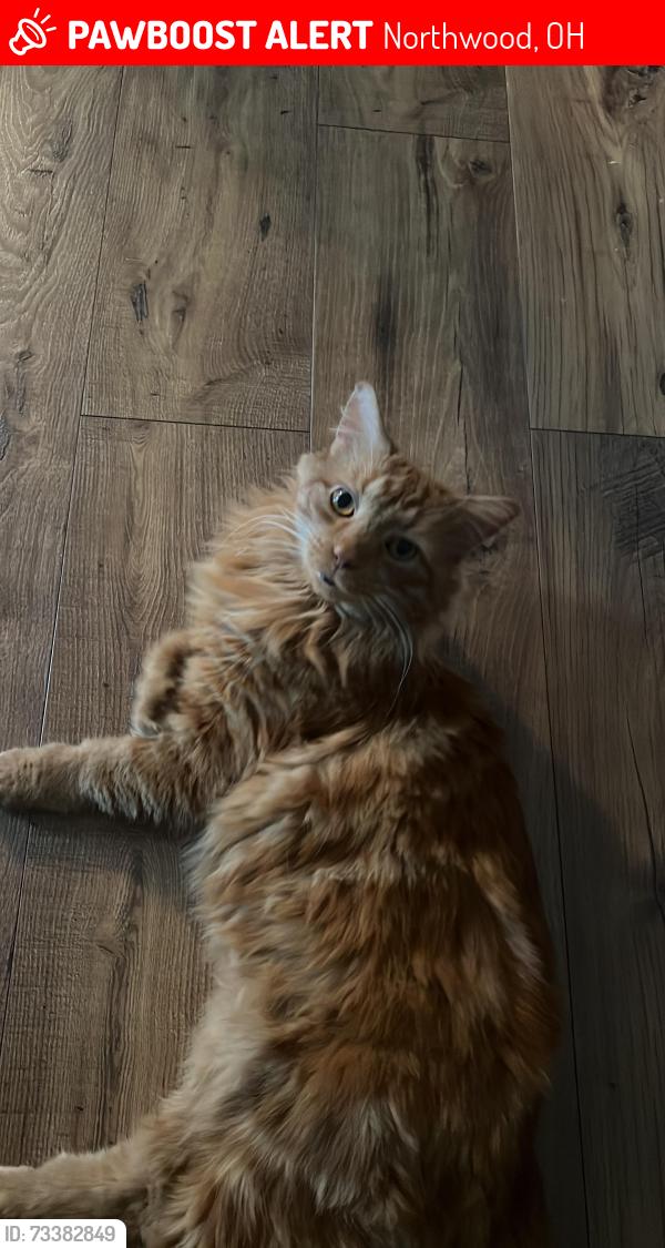 Lost Male Cat last seen Bradner & Misty Lane, Northwood, OH 43619
