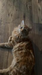 Lost Male Cat last seen Bradner & Misty Lane, Northwood, OH 43619