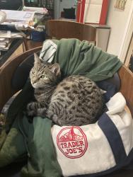 Lost Female Cat last seen 140th and 159th near The Farm neighborhood, Cottage Lake, WA 98072