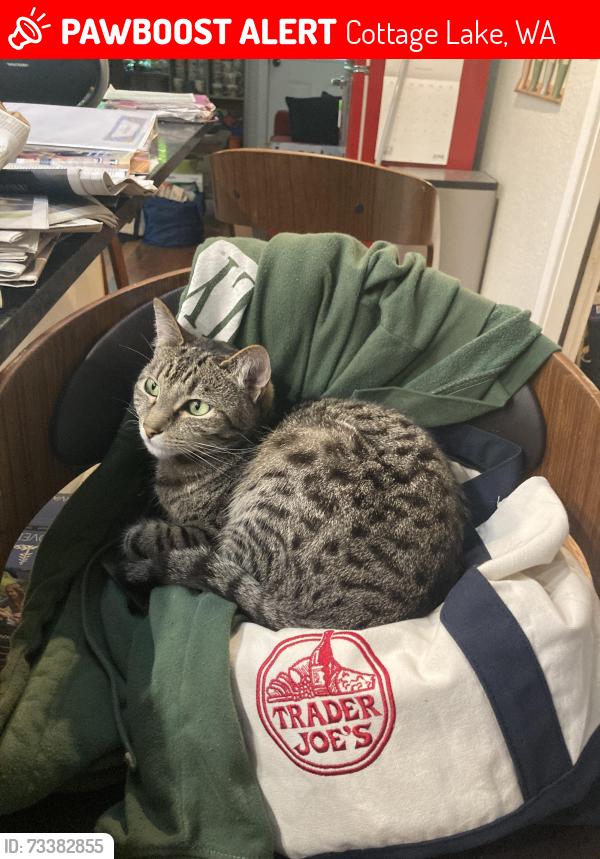 Lost Female Cat last seen 140th and 159th near The Farm neighborhood, Cottage Lake, WA 98072