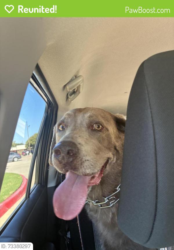 Reunited Female Dog last seen Charleston and Melanie, across from Kimzey Park, Colleyville TX, Colleyville, TX 76034