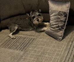 Reunited Male Dog last seen Parkgreen, Antioch, CA 94531