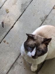 Lost Male Cat last seen Young Road, into Fine Road, back into Nantucket Road, Johnson City, TN 37604
