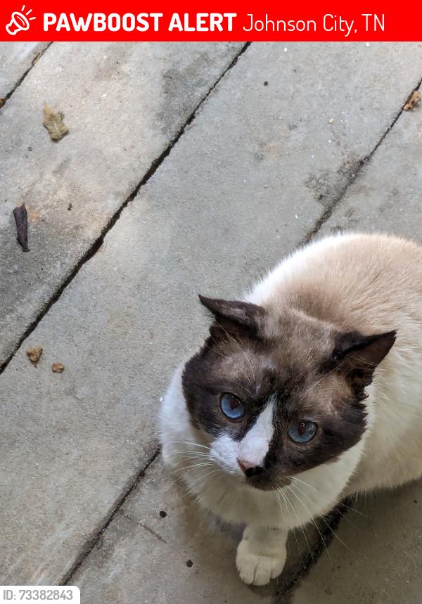 Lost Male Cat last seen Young Road, into Fine Road, back into Nantucket Road, Johnson City, TN 37604