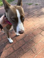 Reunited Unknown Dog last seen Penn park, York, PA 17401