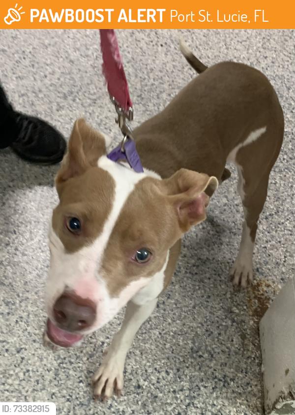 Found/Stray Unknown Dog last seen Port St. Lucie, Port St. Lucie, FL 34986