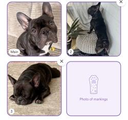 Lost Male Dog last seen Cherry and Anaheim, Long Beach, CA 90813