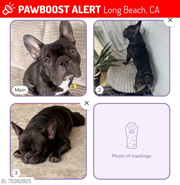 Lost Male Dog last seen Cherry and Anaheim, Long Beach, CA 90813