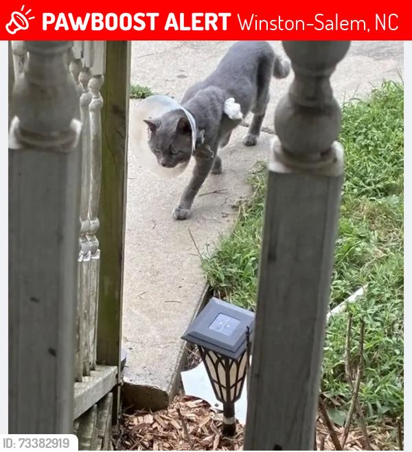 Lost Male Cat last seen Farmbrook Rd, Atwood Acres, Winston-Salem, NC 27103