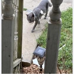 Lost Male Cat last seen Farmbrook Rd, Atwood Acres, Winston-Salem, NC 27103