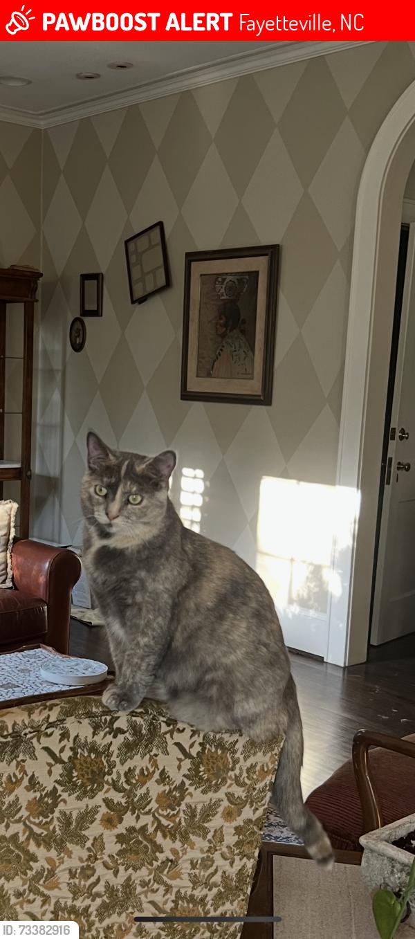 Lost Female Cat last seen Devane street, Fayetteville, NC 28305