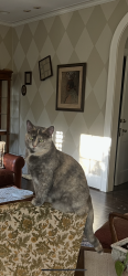 Lost Female Cat last seen Devane street, Fayetteville, NC 28305