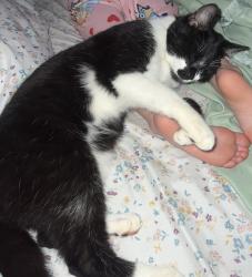 Reunited Male Cat last seen Near Murray/Gordon, Chatsworth, GA 30705