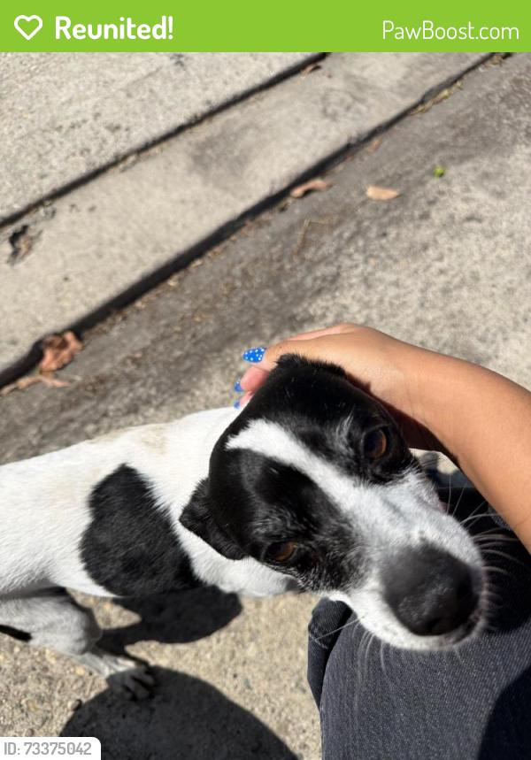 Reunited Male Dog last seen Heather & Mona vista, La Habra, CA 90631