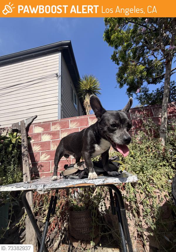 Found/Stray Male Dog last seen Main St. & Jefferson Ave., Los Angeles, CA 90011