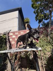 Found/Stray Male Dog last seen Main St. & Jefferson Ave., Los Angeles, CA 90011