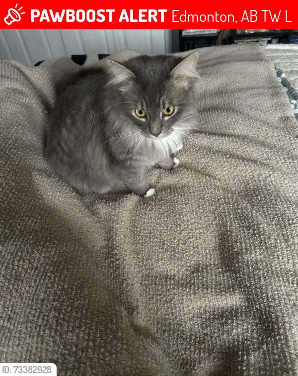 Lost Male Cat last seen Cooper Bend SW, Edmonton, AB T6W 3L7