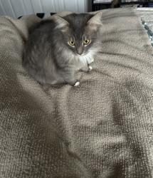 Lost Male Cat last seen Cooper Bend SW, Edmonton, AB T6W 3L7