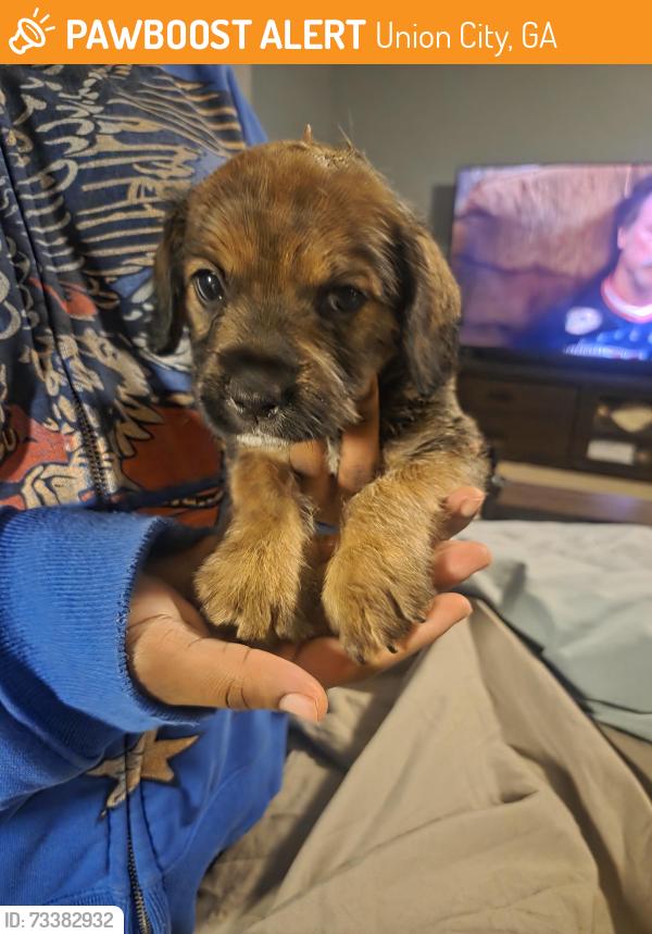 Found/Stray Male Dog last seen Shale way, Union City, GA 30291