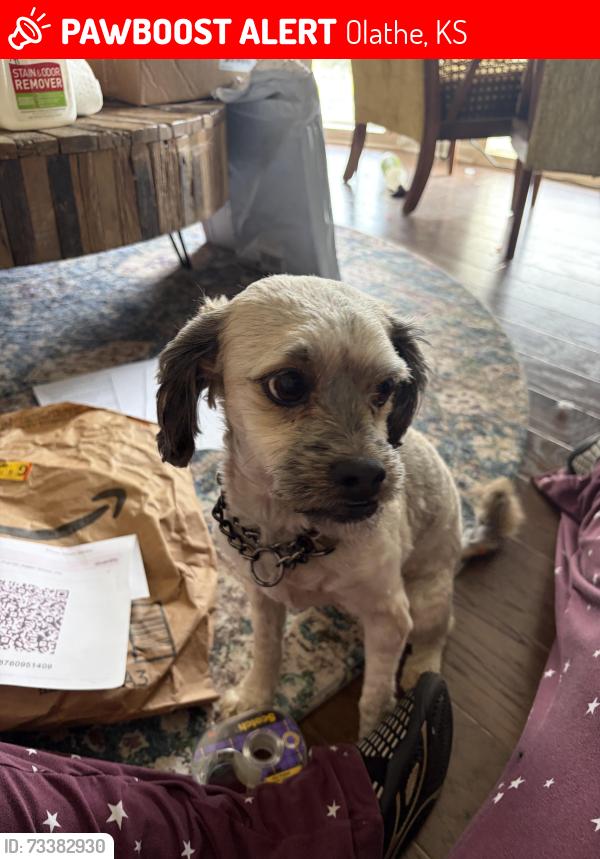 Lost Male Dog last seen 125th and Blackbob, Olathe, KS 66062