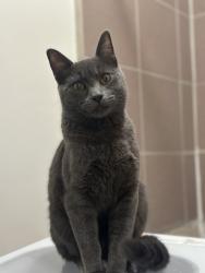 Reunited Male Cat last seen Stafford and Saturn Street Huntington Park, Huntington Park, CA 90255