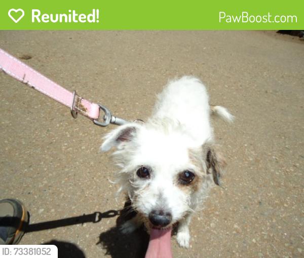 Reunited Female Dog last seen Agajanian Dr, Santa Clarita, CA 91350